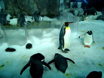 The Penguin New Zealand Travel Guide North Island