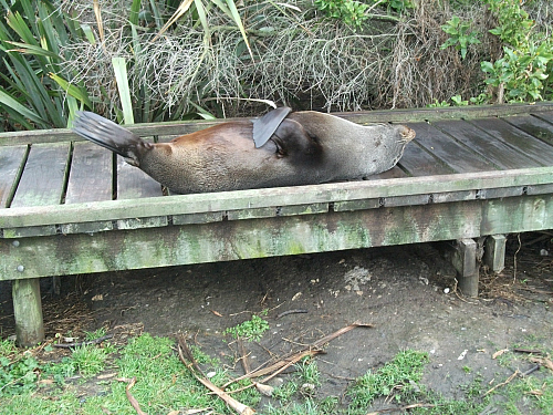 Relaxing at Kaikoura. A New Zealand fur seal near Kaikoura.