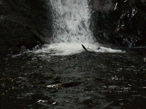Seal pups playing under waterfall at Ohau Point near Kaikoura
