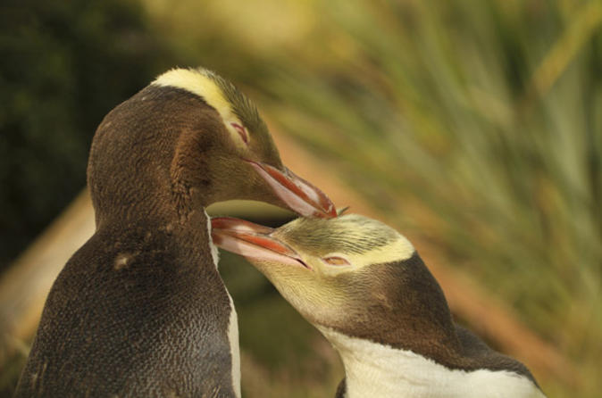 Penguins on the Dunedin and Otago Peninsula Wildlife Tour