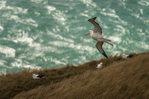 Visit the Royal Albatross breeding grounds near Dunedin