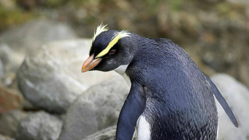 The Fiordland Crested Penguin - pic courtesy Tourism New Zealand