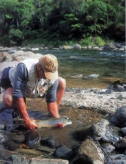A brown trout caught in the Whanganui River