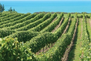 Gisborne offers perfect conditions for production of fine wines