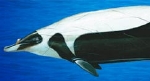 Beaked Whale - copyright Whale Watch Kaikoura