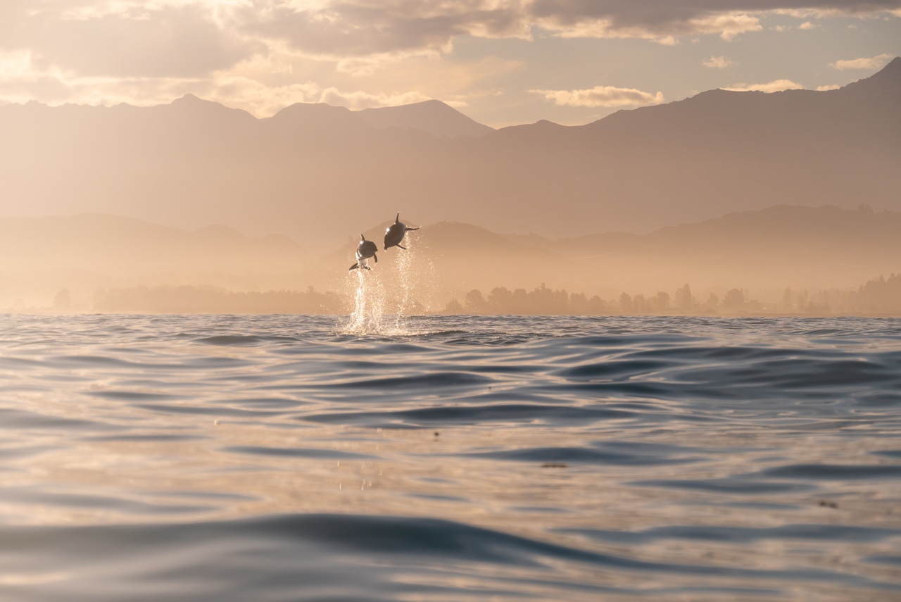 Dolphins jumping off Kaikoura. Picture courtesy Kaikoura Kayaks