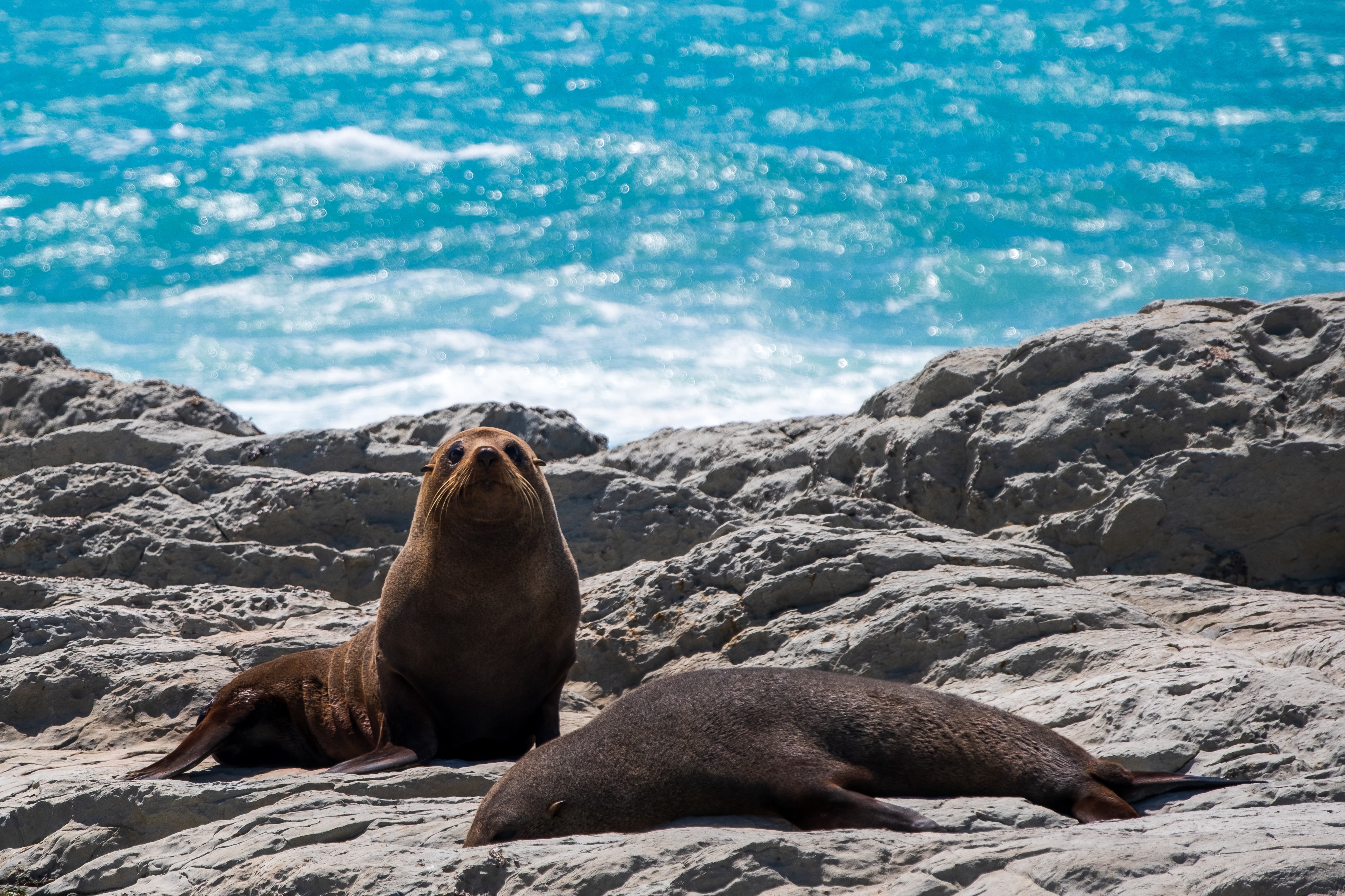 Fur seals in Kaikoura - image courtesy Sylvain Cleymans and Unsplash