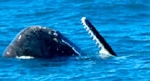 Sperm Whale - copyright Whale Watch Kaikoura