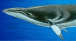 Minke Whale - copyright Whale Watch Kaikoura