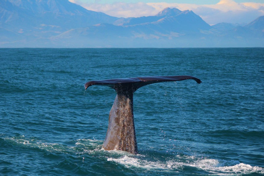 Semi-resident Sperm Whale "Tutu" at Kaikoura. Image courtesy Whale Watch Kaikoura