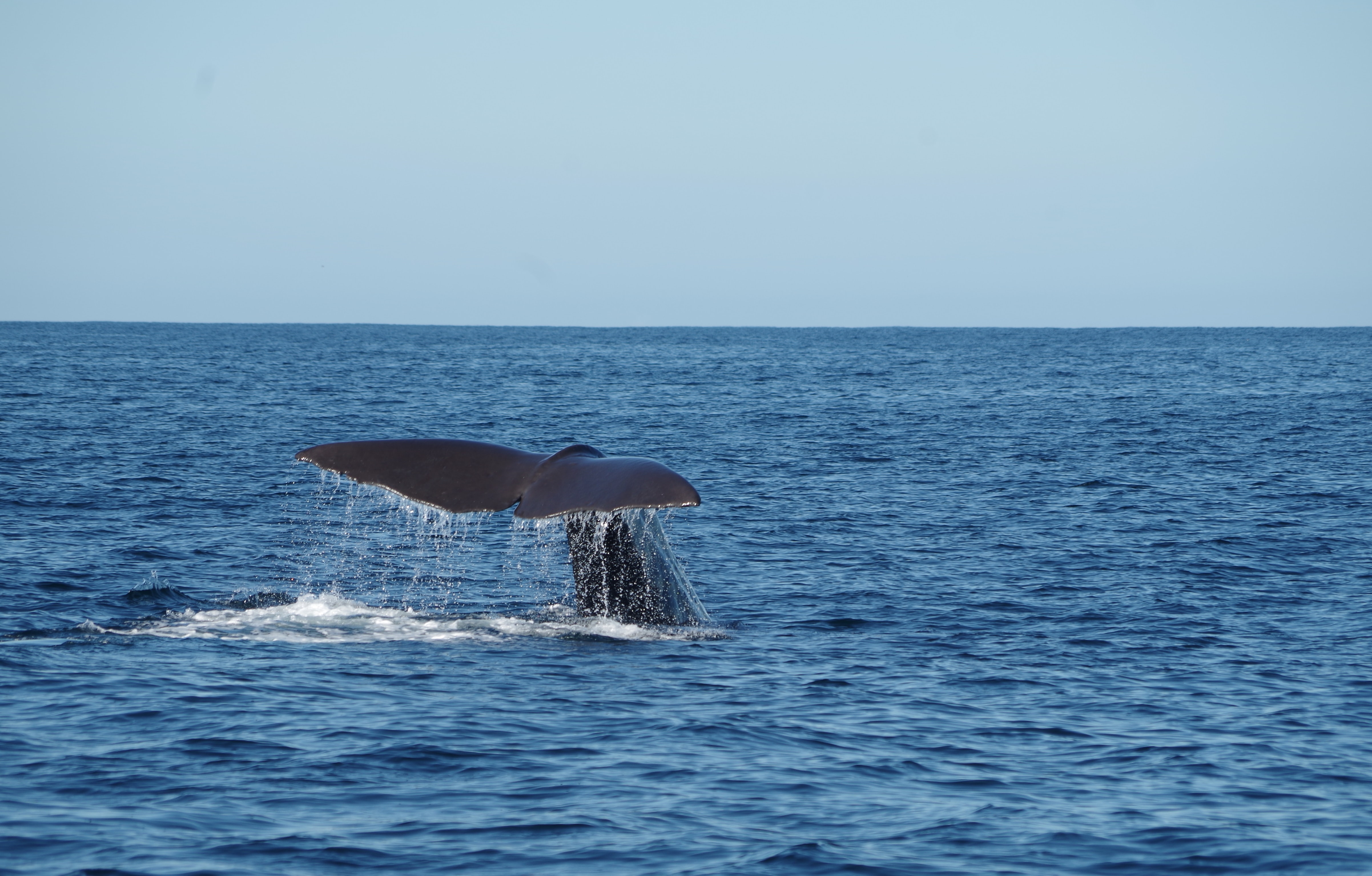 Kaikoura Sperm Whale - image courtesy Davide Dalfovo and Unsplash