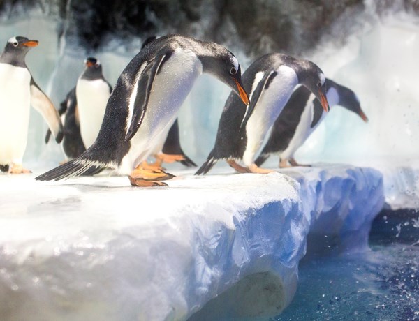Penguins at Kelly Tarlton's Sealife. Image courtesy Sealife