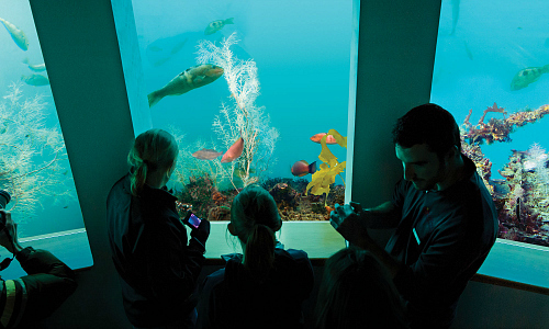 The Milford Discovery Centre and Underwater Observatory at Milford Sound - pic courtesy Milford Discovery Centre