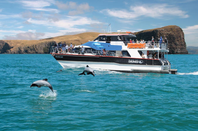 Check out the dolphins! Come and experience New Zealand's wildlife on an Akaroa Harbour Nature Cruise