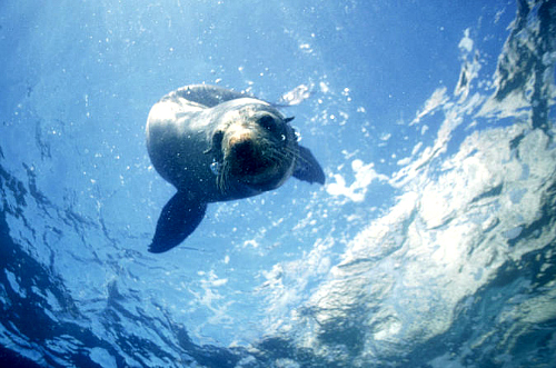 Swim with the seals in Kaikoura - click for more information