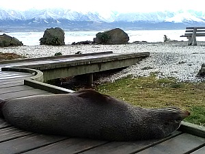 A local resident relaxing at Kaikoura