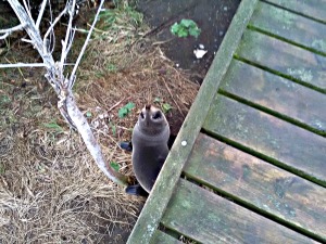 Fur seal pup at Point Kean