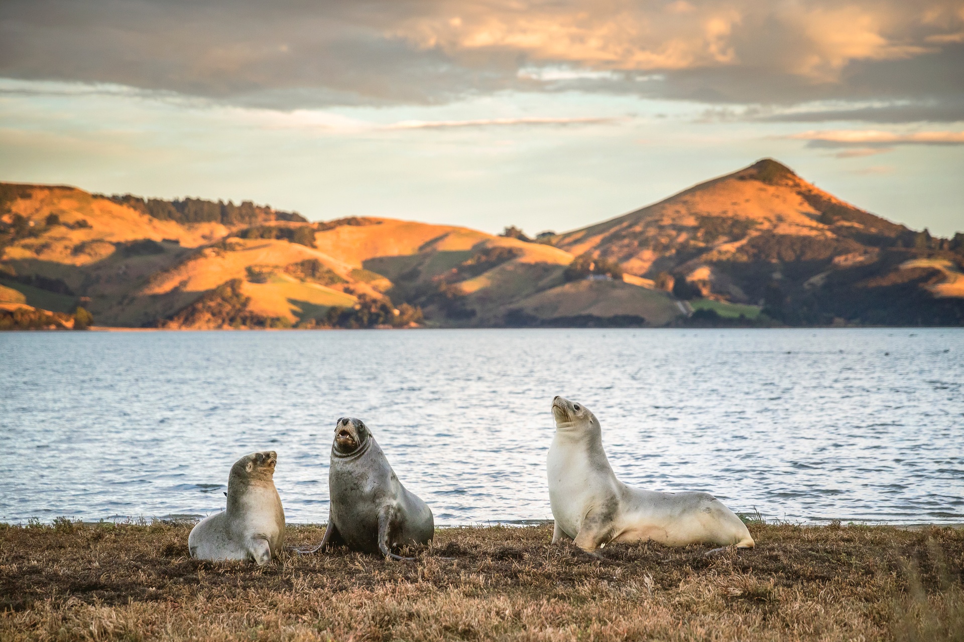 Seals relaxing near Dunedin. Image courtesy Miles Holden