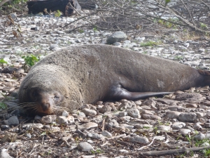 A fur seal lazing in the sun near Kaikoura