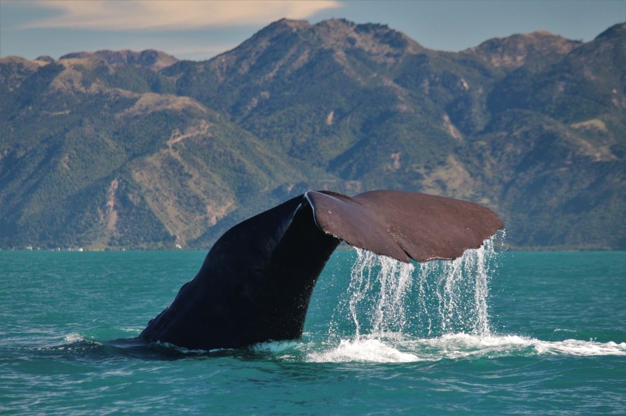 A Sperm whale off Kaikoura. Image courtesy Whale Watch Kaikoura