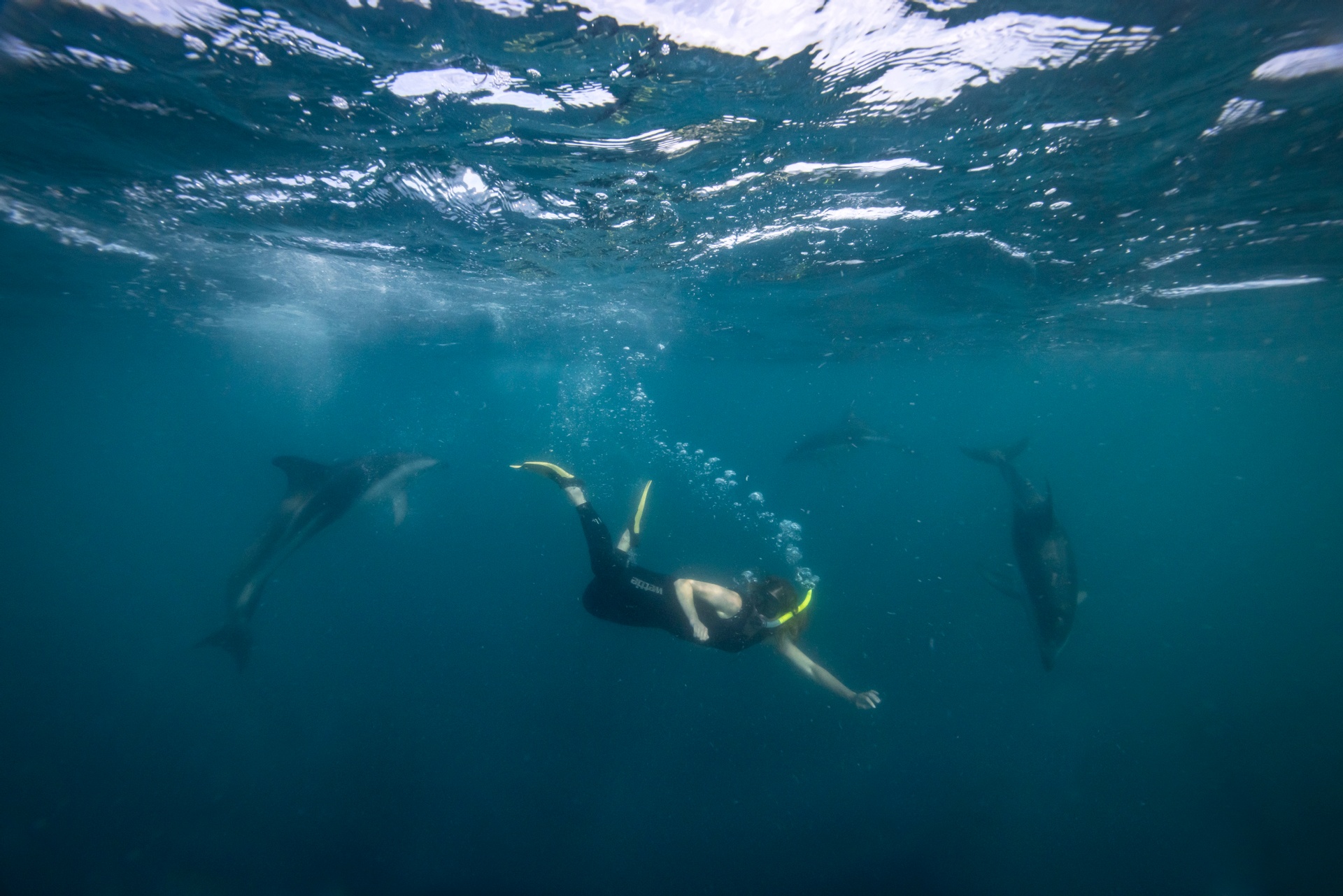 Swimming with the dolphins off Kaikoura. Image courtesy Miles Holden.