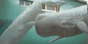 Whale mural on building at Kaikoura