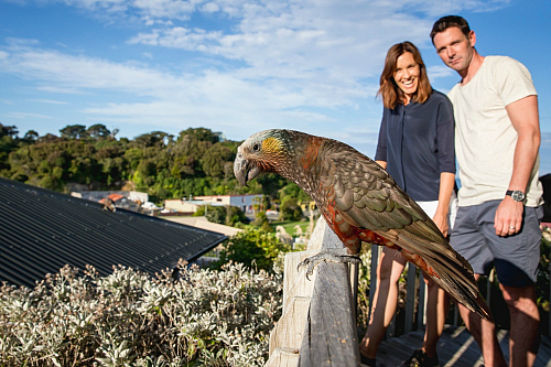 Stewart Island is home to many native birds including the Kaka - pic courtesy Miles Holden