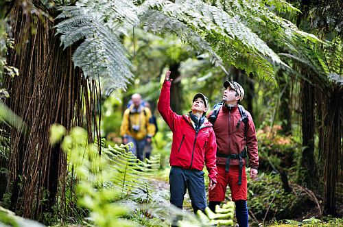 Come and experience the amazing Hollyford Track on this 3 day guided walk.