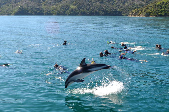 Swim with the dolphins - click for more information