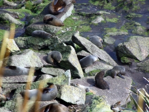 The seal colony at Cape Foulwind
