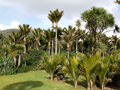 Nikau Palms near Punakaiki on the West Coast